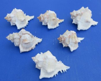 Virgin Murex Shells, Chicoreus Virgineus, (3"-3.5") - 10 @ .48 each; 30 @ .43 each