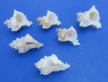 Virgin Murex Shells, Chicoreus Virgineus, (3"-3.5") - 10 @ .48 each; 30 @ .43 each