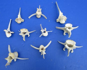 10 Real Wild Boar Vertebrae Bones 2-1/2 to 6 inches for $2.00 each