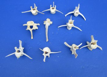 10 Wild Hog Vertebrae Bones 3-1/4 to 5 inches for $2.00 each