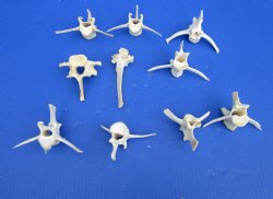 10 Wild Hog Vertebrae Bones 3-1/4 to 5 inches for $2.00 each