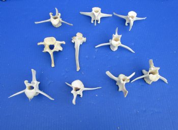 10 Wild Hog Vertebrae Bones 3-1/4 to 5 inches for $2.00 each