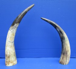 16 and 18 inches Lightly Polished Natural Cattle Horns with a Hand Scraped Look for $33.99