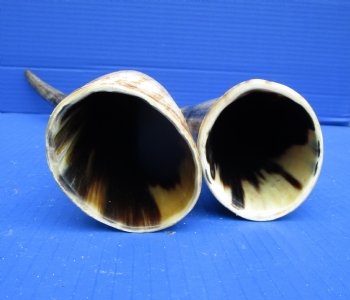 17-1/4 and 18-1/2 inches Lightly Polished Natural Cattle Horns with a Hand Scraped Look for $33.99