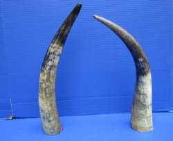 17 and 17-1/2 inches Lightly Polished Natural Cattle Horns with a Hand Scraped Look for $33.99