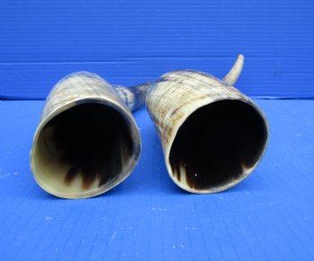 17 and 17-1/2 inches Lightly Polished Natural Cattle Horns with a Hand Scraped Look for $33.99