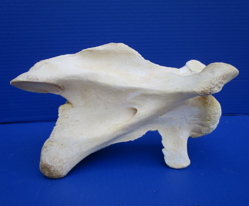 9-1/2 inches Real Giraffe Neck Vertebrae Bone for $64.99 (CITES #301466)
