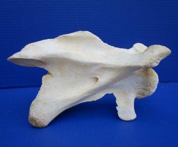 9-1/2 inches Real Giraffe Neck Vertebrae Bone for $64.99 (CITES #301466)