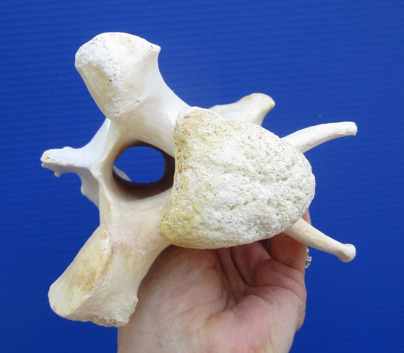 9-1/2 inches Real Giraffe Neck Vertebrae Bone for $64.99 (CITES #301466)