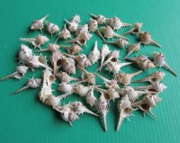 2 to 2-3/4 inches Spiny Murex Ternispina Shells Bulk - 50 @ .12 each; 200 @ .10 each