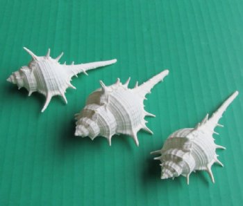 White Murex Ternispina Shells 2 to 2-3/4 inches - 100 @ .13 each