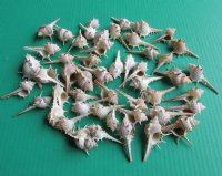3 to 3-3/4 inches Spiny Murex Shells <font color=red> Wholesale with Sharp Spines</font> - 700 @ .13 each