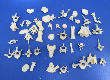 50 Assorted Tiny and Small Animal Bones Under 2 inches for .40 each