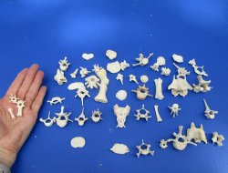 50 Assorted Tiny and Small Animal Bones Under 2 inches for .40 each