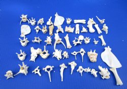 50 Assorted Tiny and Small Animal Bones Under 3 inches for .40 each