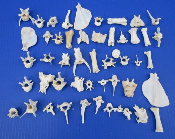 50 Assorted Tiny and Small Animal Bones Under 3 inches for .40 each