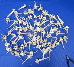 72 Wild Boar Neck Vertebrae Bones 3 to 6 inches <font color=red> Wholesale Priced</font> for $1.25 each