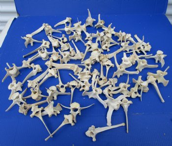 72 Wild Boar Neck Vertebrae Bones 3 to 6 inches <font color=red> Wholesale Priced</font> for $1.25 each