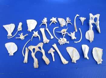 30 Assorted Medium Wild Boar Bones 2 to 6 inches for .60 each