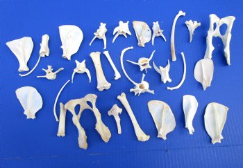 30 Assorted Medium Wild Boar Bones 2 to 6 inches for .60 each