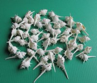 White Murex Ternispina Shells 2 to 2-3/4 inches - 100 @ .13 each