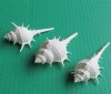 3 to 3-3/4 inches White Murex Ternispina Seashells in Bulk , White Spiny Murex Shells - Pack of 50 @ .24 each; Pack of 200 @ .16 each