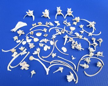 100 Assorted Tiny and Small Animal Bones Under 4 inches for .40 each