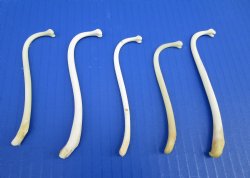 5 Large Raccoon Baculum, Mountain Man's Toothpicks 3-3/4 to 4-1/2 inches for $8.00 each (Plus $7 Ground Advantage Postage)