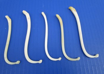 5 Large Raccoon Baculum, Mountain Man's Toothpicks 3-3/4 to 4-1/2 inches for $8.00 each (Plus $7 Ground Advantage Postage)