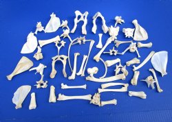50 Assorted Small Animal Bones 2 to 6 inches for .60 each