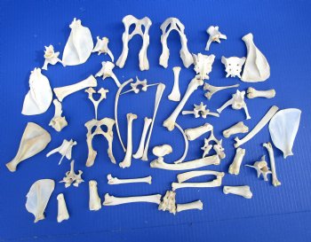 50 Assorted Small Animal Bones 2 to 6 inches for .60 each