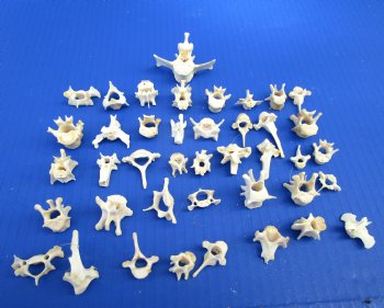 40 Assorted Tiny and Small Animal Vertebrae Bones Under 2 inches for .40 each