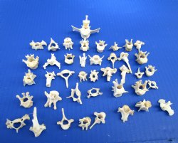 40 Assorted Tiny and Small Animal Vertebrae Bones Under 2 inches for .40 each