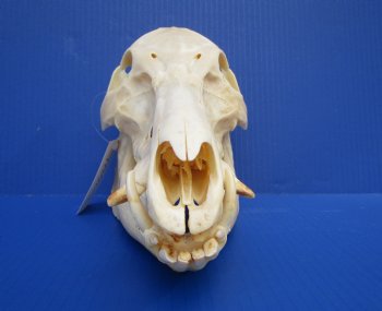 11-1/2 inches Real Georgia Wild Boar Skull for Sale for $59.99