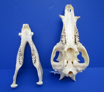 11-1/2 inches Real Georgia Wild Boar Skull for Sale for $59.99