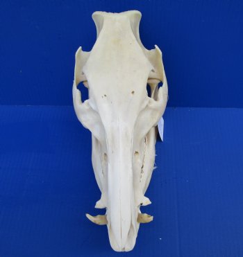 12 inches Real Georgia Wild Boar Skull for Sale for $59.99