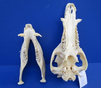 12 inches Real Georgia Wild Boar Skull for Sale for $59.99