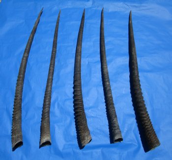 5 Large Authentic Gemsbok Horns, Oryx Horns in Bulk 33 to 34 inches long for $25.00 each