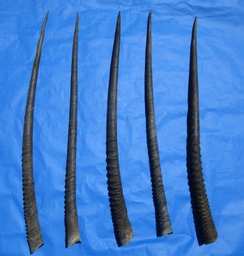 5 Large Authentic Gemsbok Horns, Oryx Horns in Bulk 33 to 34 inches long for $25.00 each