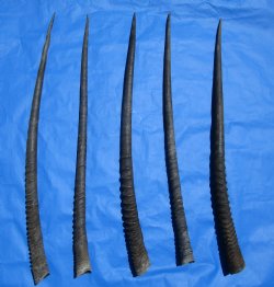 5 Large Authentic Gemsbok Horns, Oryx Horns in Bulk 33 to 34 inches long for $25.00 each