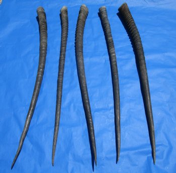 5 Large Authentic Gemsbok Horns, Oryx Horns in Bulk 33 to 34 inches long for $25.00 each