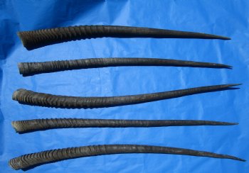 5 Large Authentic Gemsbok Horns, Oryx Horns in Bulk 33 to 34 inches long for $25.00 each