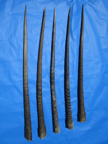 5 Large Authentic Gemsbok Horns, Oryx Horns in Bulk 35 inches long for $25.00 each