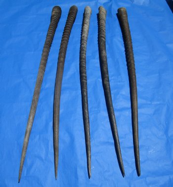 5 Large Authentic Gemsbok Horns, Oryx Horns in Bulk 35 inches long for $25.00 each