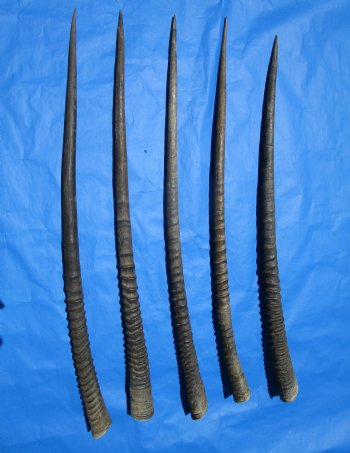 5 Large Authentic Gemsbok Horns, Oryx Horns in Bulk 34 inches long for $25.00 each