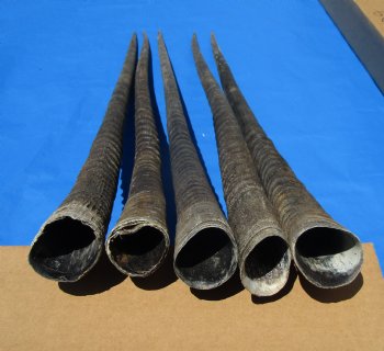 5 Large Authentic Gemsbok Horns, Oryx Horns in Bulk 34 inches long for $25.00 each