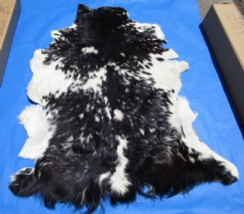Authentic Black and White Goat Hide, Skin with Wavy Fur 45 by 33 inches for $44.99