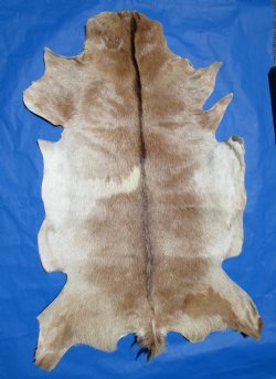 Light Rust and Cream Goat Hide, Skin 46 by 32 inches for $44.99