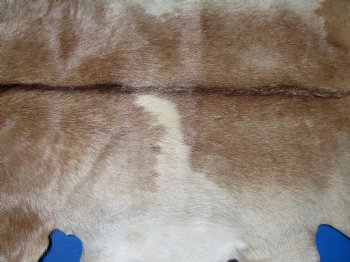 Light Rust and Cream Goat Hide, Skin 46 by 32 inches for $44.99