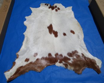 Cream with Rust Colored Patches Goat Hide, Skin 38 by 36 inches for $44.99